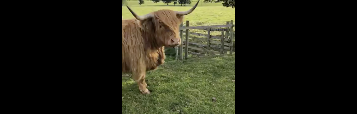 Farmer Robert